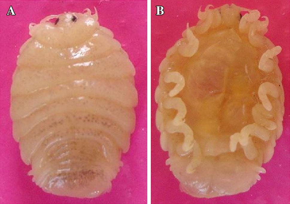 Fig. 2 Ryukyua globosa in the gill chamber of Sardinella gibbosa Fig. 1 a R. globosa dorsal view Fig. 1. b R. globosa ventral view clupeids (Masuda et al. 1984) that we examined were not infested.