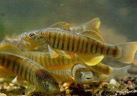 Problems of Fish Migration In aquatic survivability, 2 factors must be