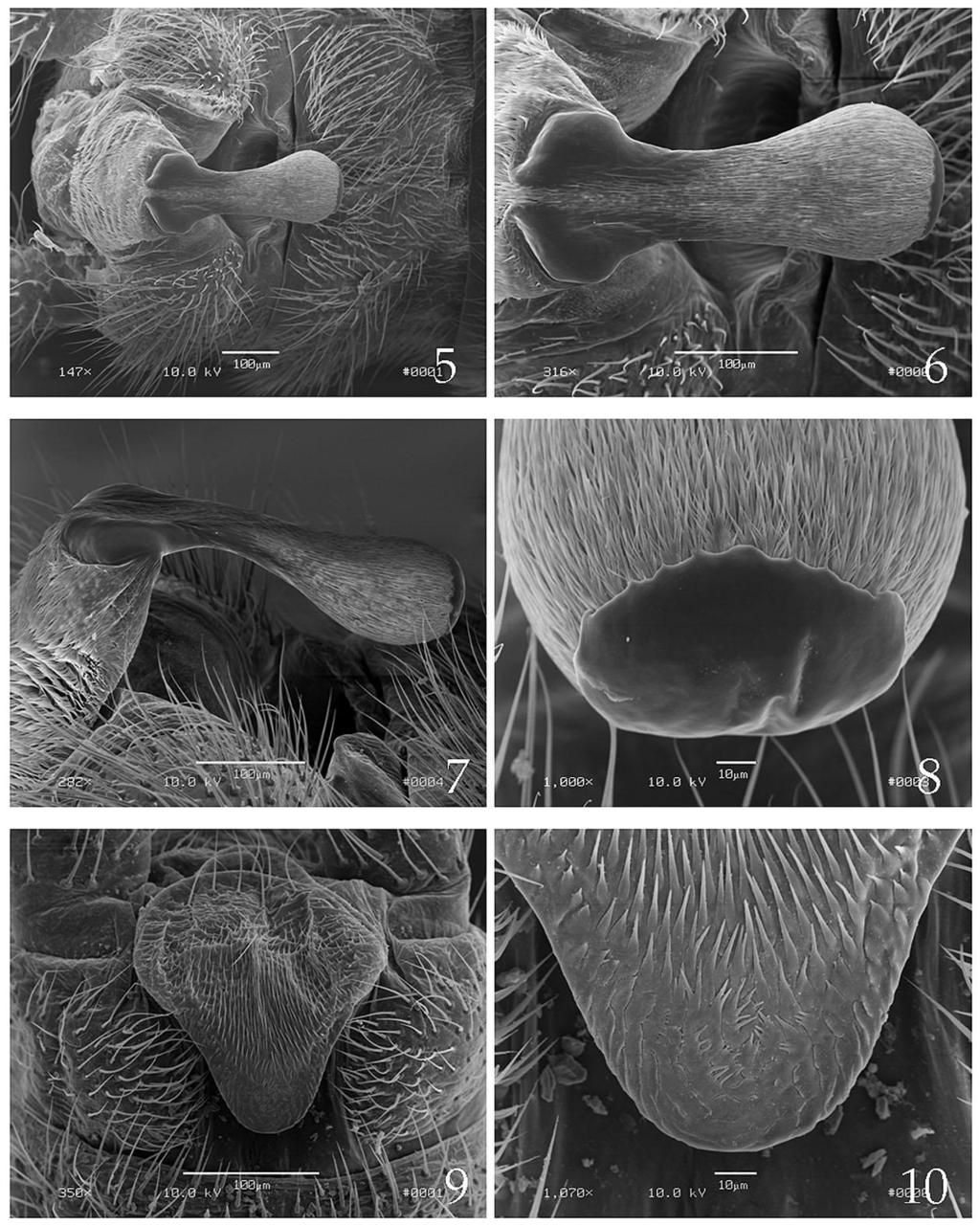 Figs. 5-10. Scanning electron micrographs of male genitalia. Sweltsa wui (5-8). 5. Terminalia, dorsal. 6. Epiproct, dorsal. 7. Epiproct, lateral. 8. Epiproct surface detail, frontal aspect.