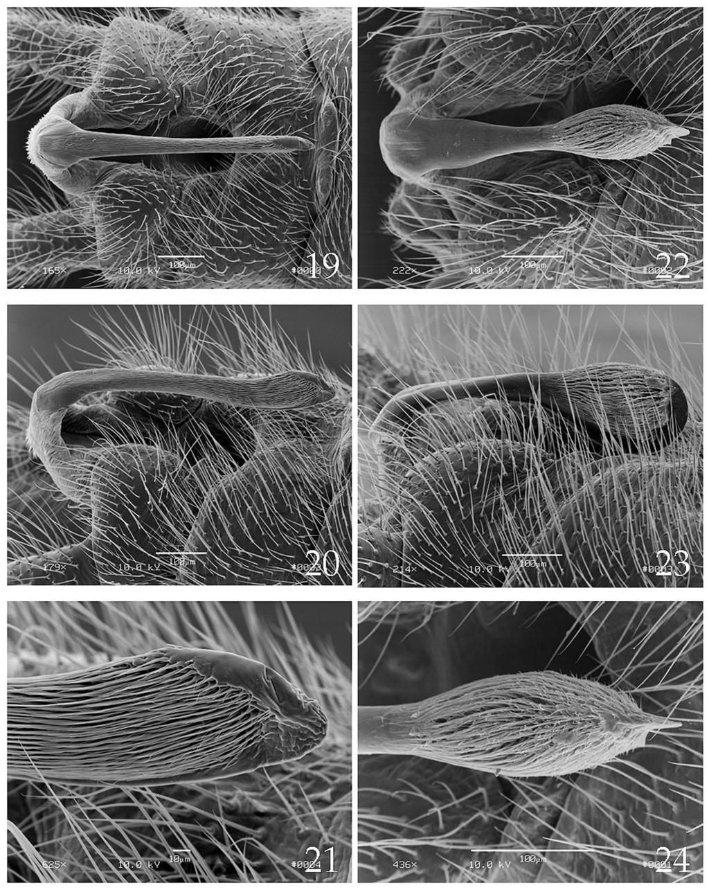 Figs. 19-24. Scanning electron micrographs of male genitalia. Sweltsa abdominalis, Japan,Yoki-zawa, Yamakitamachi, Kanagawa, 10 May 1996, T. Shimizu, (19-21). 19. Male terminalia, dorsal. 20.