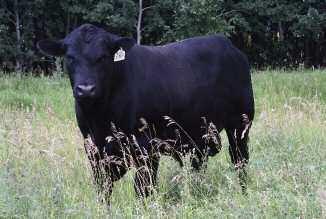 5 Here is a neat type of bull, with performance but calving ease. This bull has lots of width, thickness, and is smooth.