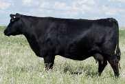 weaning weight and an 89lbs. birth weight. His dam Elliott Ruby 53 79N is a strong cow and brings out a top calf every year; this cow doesn t miss.
