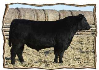 When buying Mill Iron s herd, I was fortunate to purchase a package of cows, heifers, yearling bulls, and bull calves.