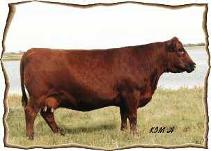 Tommy Gun is a solid herd bull in the making. 43 RED WHEEL GANGSTER 47W 1503383 FHW 47W 27/01/2009 RED GEIS HI HO 180'04 BW: 94 lbs. Adj. WW: 727 lbs. Adj. YW: 1125 lbs.