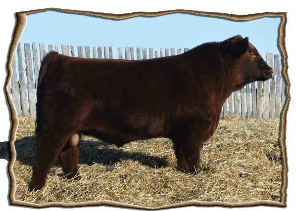 44 He is built like a herd sire and is the total package. Bridget 7P would have to be considered for the title of our best cow with all three of her sons being in the top of their calf crop.