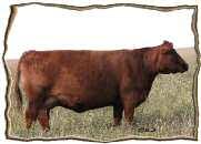 3L +0.1 +32 +68 +16 +32 +3.0-1.0 It is rare to find a bull with a birth weight this small that still will add stretch and performance to his calves. 48 BW: 85 lbs. Adj. WW: 774 lbs. Adj. YW: 1236 lbs.