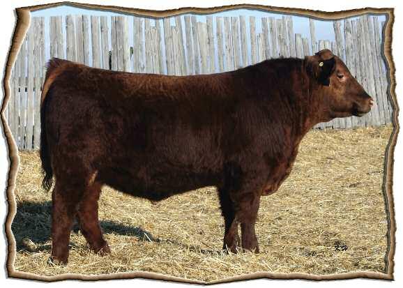 Pacific was a member of our Res. Champion Pen of Bulls from Fall Fair and Agribition. He offers one of the largest spreads from birth to yearling.