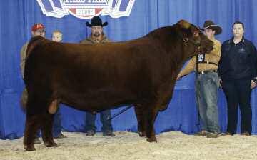 HANDFORD CREAMET 203M +5.2 +43 +85 +18 +39-3.0-3.0 89W would be easy to spot in any pen of bulls. He offers all the essentials of a true Cattlemen s bull - length, guts, strong feet, and tons of hair.