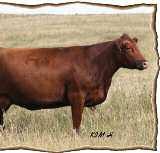 0 Win-Chester was one of the best calves at weaning time and has not lost any ground. One of the best bulls in the sale if you want to keep females.