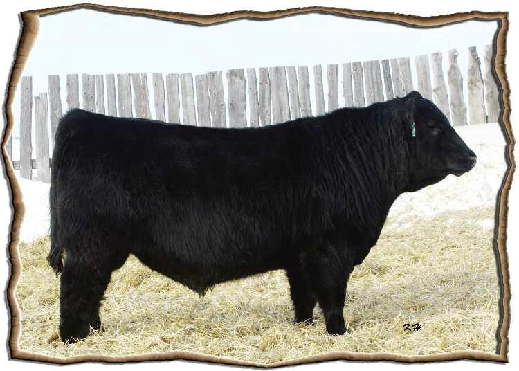 0 Odyssey is our main black herd sire because he has proven himself to excel in all areas and sires functional cattle. This bull has some guts and do-ability to him.