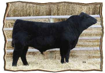0 FAR 150W was a member of the Supreme Champion Pen of Bulls at Saskatoon Fall Fair this fall. With just an 84 lbs. birth weight this bull weaned off at 755 lbs.
