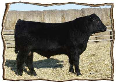 0 This is a smooth made bull, and would be a great bull for heifers FAR 019W has an exceptional dam Double AA Annie K 359 03, who is a moderate cow, with lots of muscle and thickness.