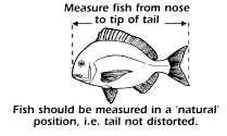 3.7. Fish Measuring Technique Fish are to be measured in accordance with the FWA requirements by measuring from the nose of the fish to the tip of the tail where the tail is laid in a natural