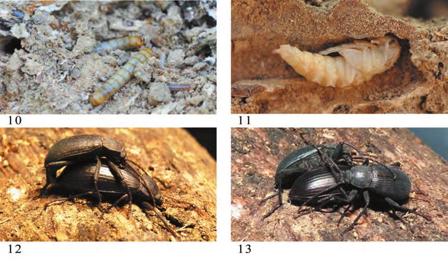 Forest-ecological aspects of the genus Allardius (Ragusa, 1898) (Coleoptera Tenebrionidae) in Sicily and Sardinia 491 Figure 10.