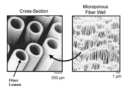Membrane Permeance Microporous hollow fibers used as membrane. Fixed submicron pores within the membrane wall.