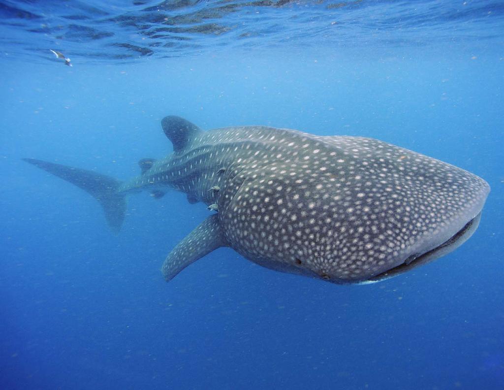 Whale Sharks: Giant Fish A Reading A Z