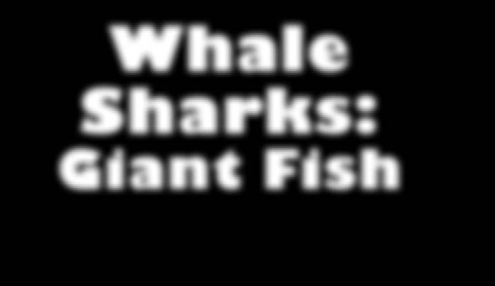 differences between the whale shark