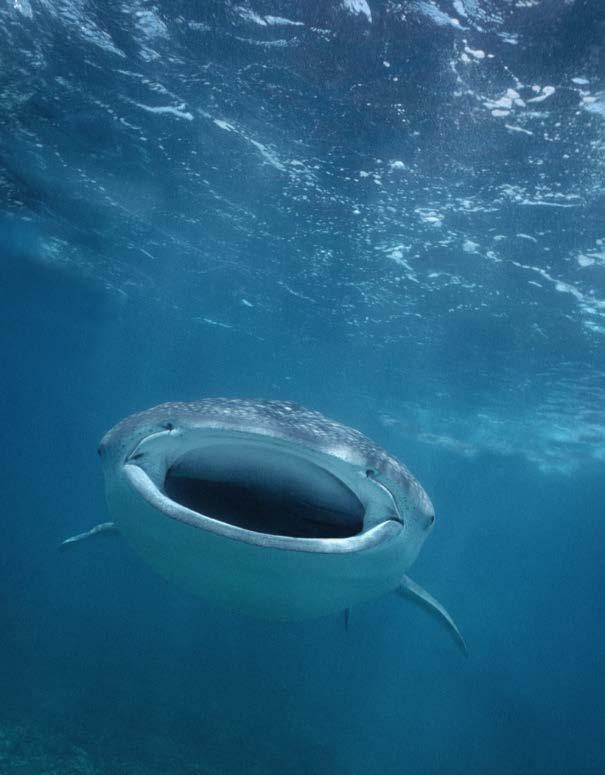 Whale Sharks: Giant Fish camouflage habits migrate parasites passive Words to Know predators scales snout suction Front and back cover: An enormous whale shark glides through the water near Mexico s