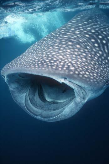 Watch Your Mouth! What Makes a Whale Shark a Fish? Whale sharks have a wide, flat head and a blunt snout with a huge mouth.