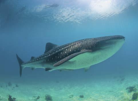 Babies and Adults A whale shark has 300 rows of tiny teeth, but it doesn t use them for eating.