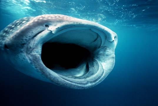 Scientists figured this out by looking at the location of a whale shark s nostrils and eyes.