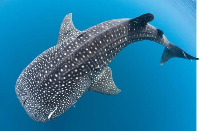 The largest whale shark ever measured was 66 feet (20 m) long as long as one and a half school buses.