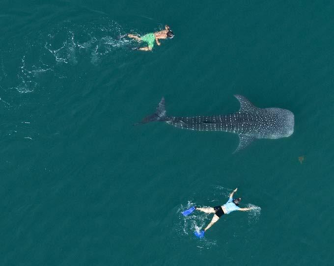 Care for a Swim? Swimming with whale sharks is popular in the places where these huge creatures gather. More than twelve thousand people swim or dive with whale sharks each year.
