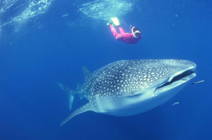 Except for their smaller size, pups look like adult whale sharks. Not much is known about whale shark births because no one has ever observed one.
