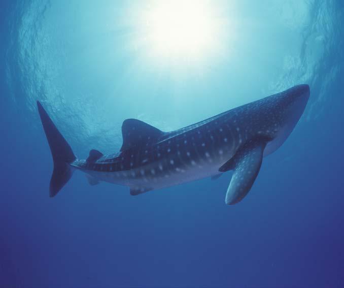 Gentle Giants You might expect the biggest fish on the planet a shark to be a frightening creature, but the whale shark is nothing of the sort. This huge animal is peaceful and slow moving.
