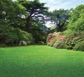 A strong and resilient surface that has all the best qualities of a lawn without the heavy maintenance.