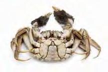 Key features of the Chinese Mitten Crab Distinctive square shape to the shell.