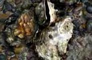 Pacific Oyster (Crassostrea gigas) Description Sharp/rough shelled oyster up to 30cm, more usually 8-15cm, in length and tear drop in shape. From Asia.