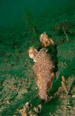 Leathery Sea Squirt (Styela clava) Description Stout bag-like structures on stalks up to 10-15cm tall including stalk. From Korea.