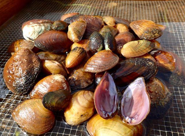 Freshwater Mussels Most Imperiled Group of Organisms in Virginia, U.S.