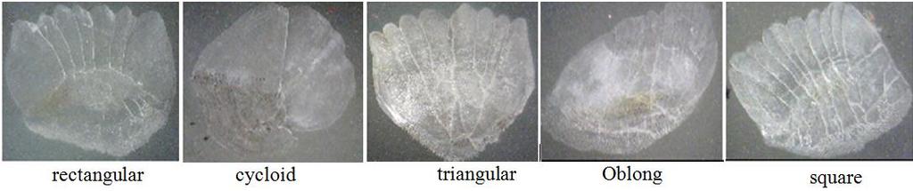 Both male and female fish have varying scale shapes. Scale shapes are illustrated in Fig. (6). Fig. 6: Shapes of body scales generally found in male and female U. vittatus (image resolution: 96 dpi).