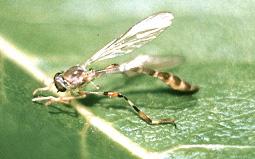 Robber Fly H.
