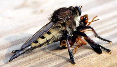 Robber Fly with