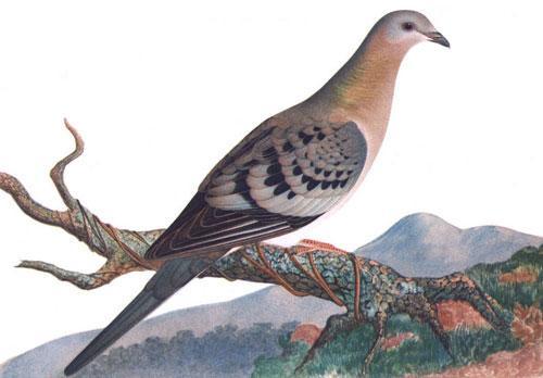 Over-Hunting This is one of the main reasons for the extinction of passenger pigeons.