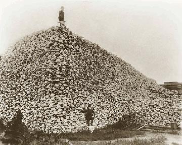 Over hunting is also the reason for the extirpation (and almost the extinction) of the plains bison.
