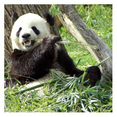 Overspecialization a natural cause of extinction An example of overspecialization The Giant Panda: It eats only one thing, bamboo shoots.