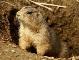 Prairie dogs have been extirpated from Canada because they were annoying to farmers.