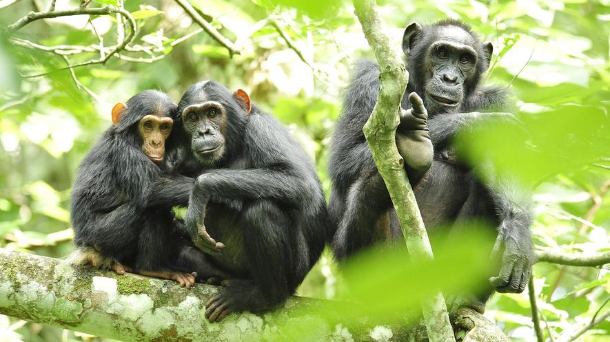 Endangered Species: The chimpanzee By Gale, Cengage Learning, adapted by Newsela staff on 01.11.18 Word Count 848 Level MAX Image 1. Three chimpanzees sit in a tree in the African country of Uganda.
