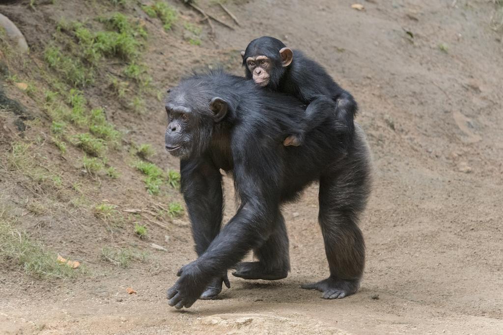 In 2003 a group of scientists and conservationists called for a downgrade in the status of chimpanzees. They wanted to change chimps' status from endangered to critically endangered.
