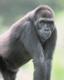 It is true that gorillas are big they can weigh up to 600 pounds and stand up to 6 feet tall. They have powerful arms.