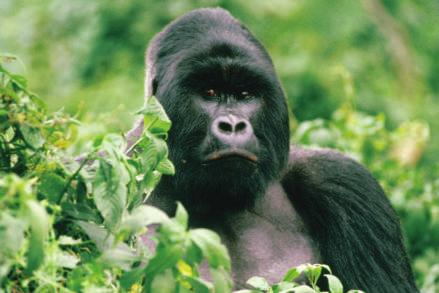 Gorillas belong to the family of animals called great apes.