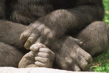 Gorillas Are Not Aggressive Gorillas have big toes on their feet that work like the thumbs on their hands to help them grasp objects. What Do Gorillas Look Like?