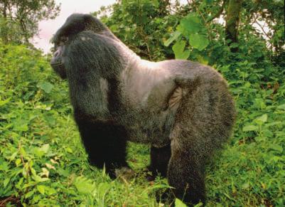 The silverback s hair turns gray because of age. This happens when the male gorilla is about 10 to 13 years old.