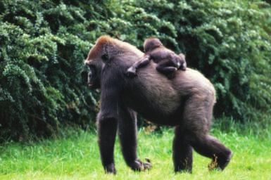 When other male gorillas try to do this, the silverback acts aggressively to scare them away.