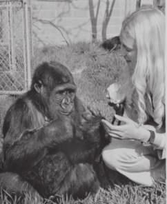 Gorillas cannot talk, but Dr. Patterson thought they might be able to learn signs to communicate. Dr. Patterson started teaching Koko sign language.