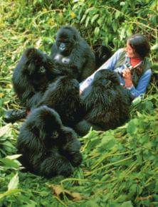 She spent almost 18 years living among the mountain gorillas Dian Fossey lived among in Rwanda, studying mountain gorillas in Africa for many years. their lives.